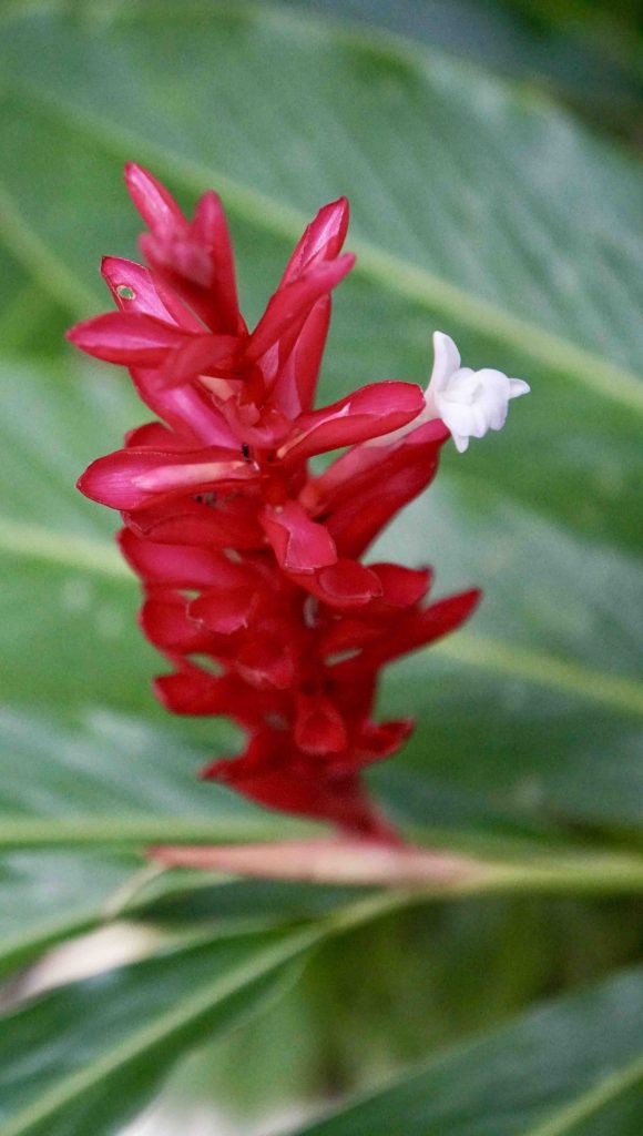 Orchids from the Panamanian Nature Reserve’s Orchid Garden